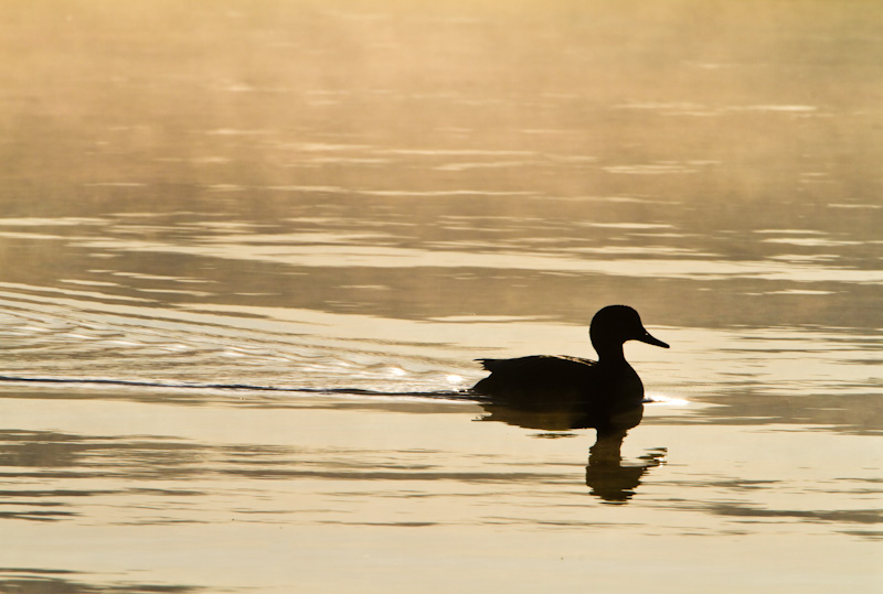 Gadwall Silhouette